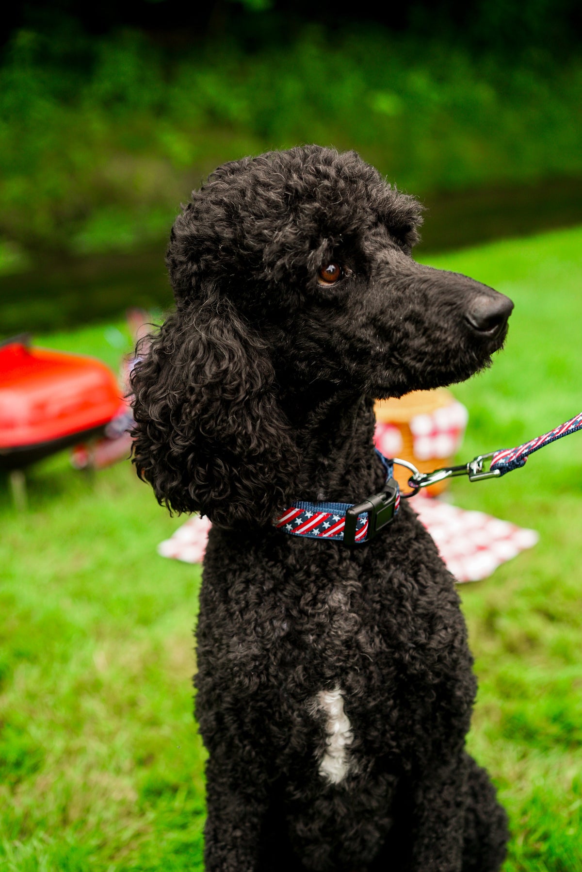 Bias Stars and Stripes Dog Collar – Red/White/Blue, Sizes XS–XL