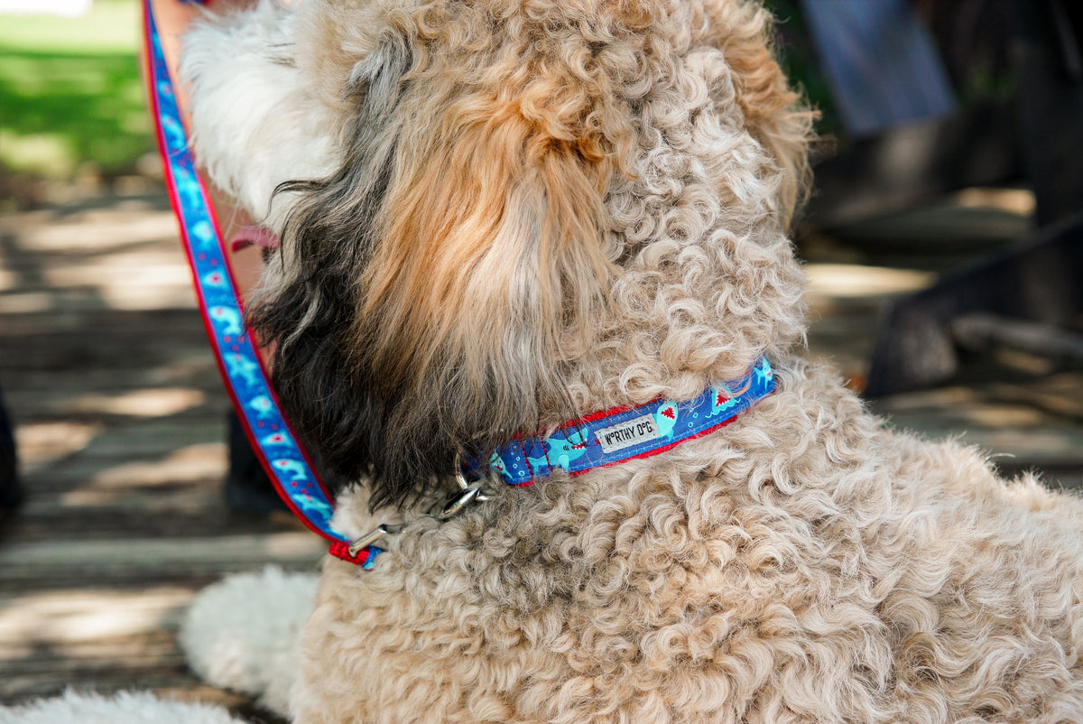 Sharks and open shark mouths on blue ribbon nylon dog leash, in use with matching collar; collar not included