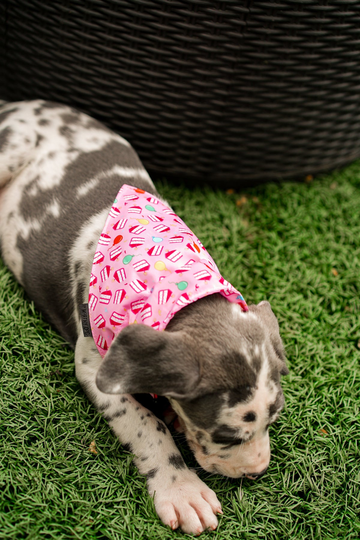 Birthday Girl Dog Slide-On Bandana – Polyester, Pink, Sizes S, L