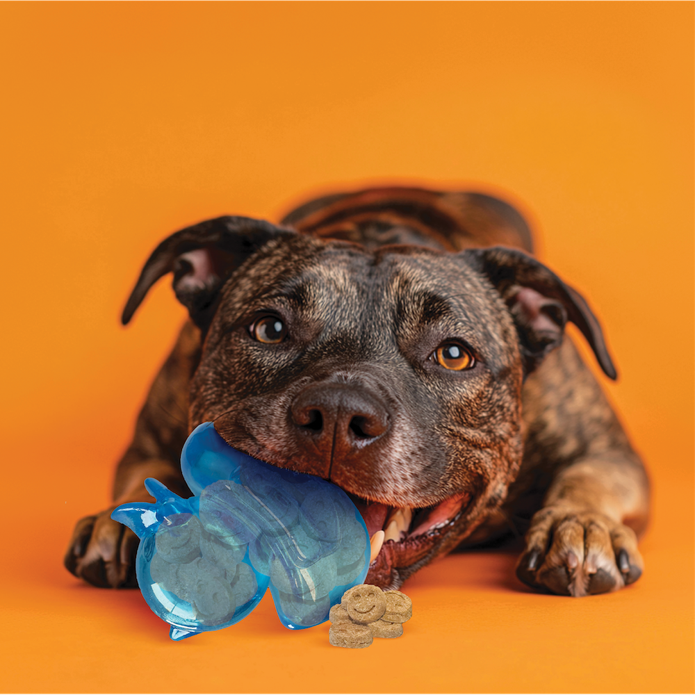 Spunky Pup Duck - Squeaky Toy – Case Pack