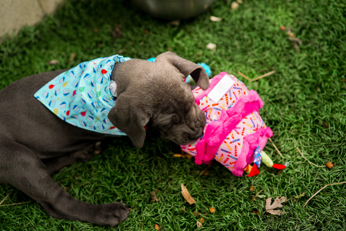 Birthday Cake Squeaky Dog Toy, Pink cake with a dog outdoors
