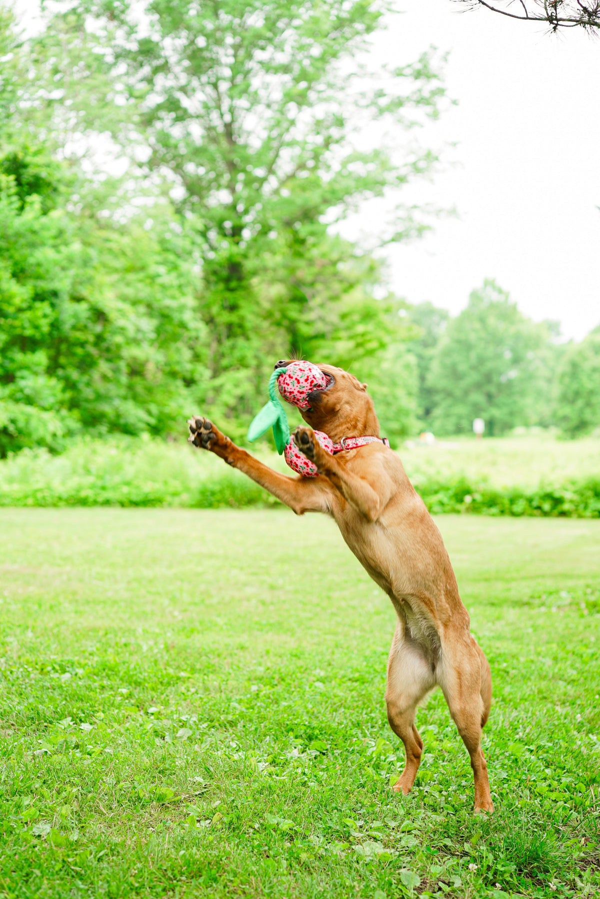 Pink Cherries Squeaky Dog Toy, dog playing with toy outdoors
