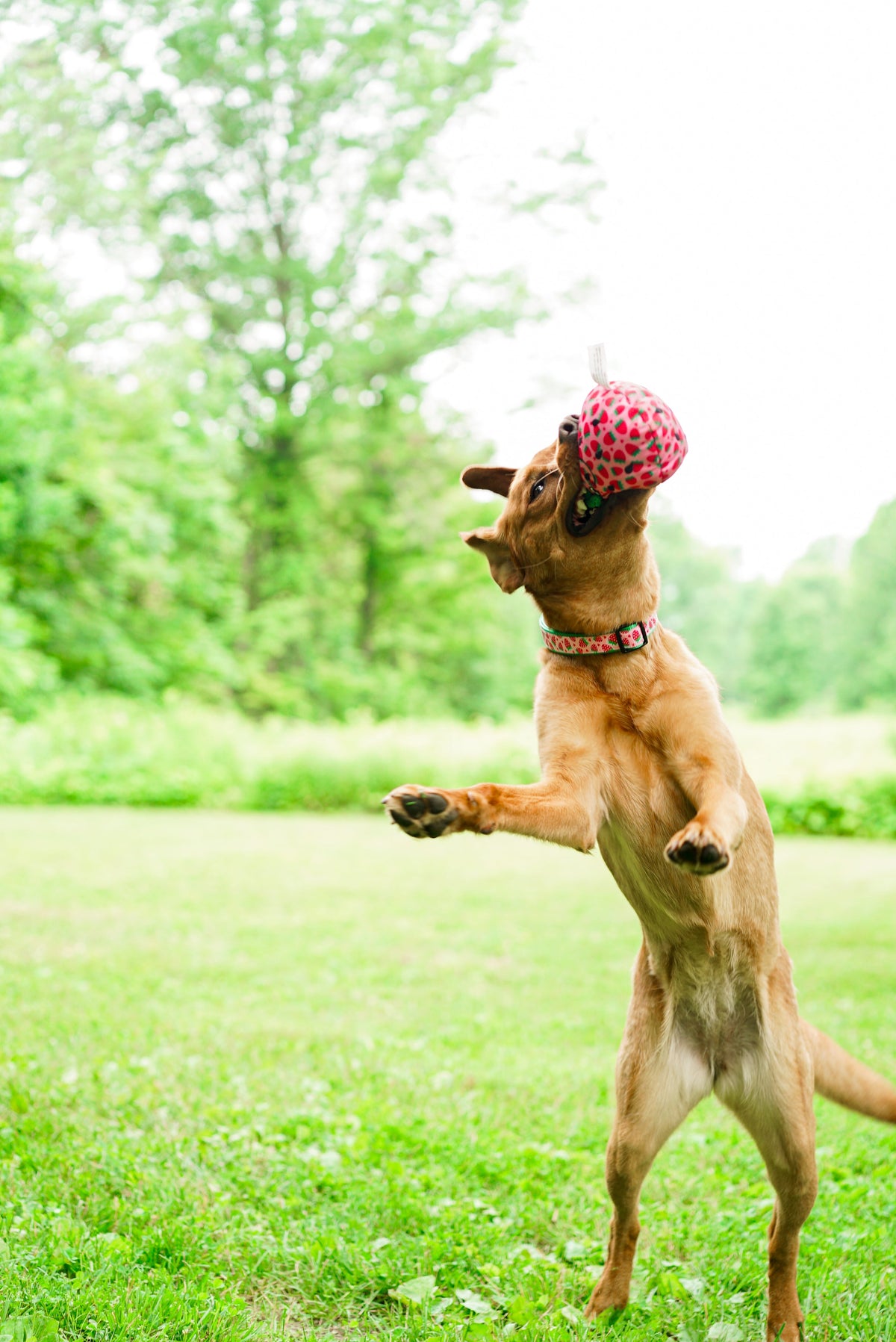 Pink Strawberry Squeaky Dog Toy in pink, product view 5
