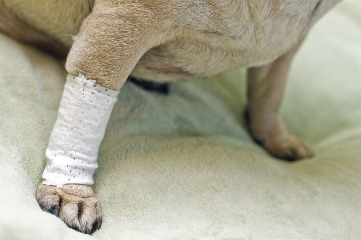 Pawflex Basic Bandages - Dog Health