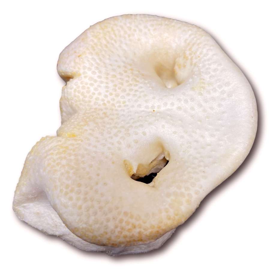Dog Treat - Pig Snouts Jumbo - Puffed 5 Pack