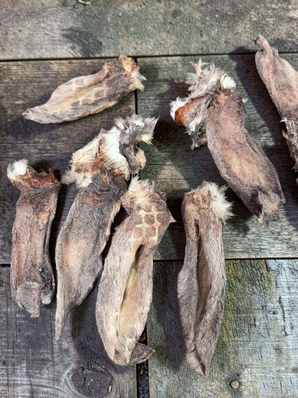 a group of dried plants on a wood surface