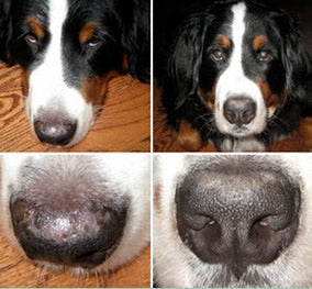 a collage of a dog's nose