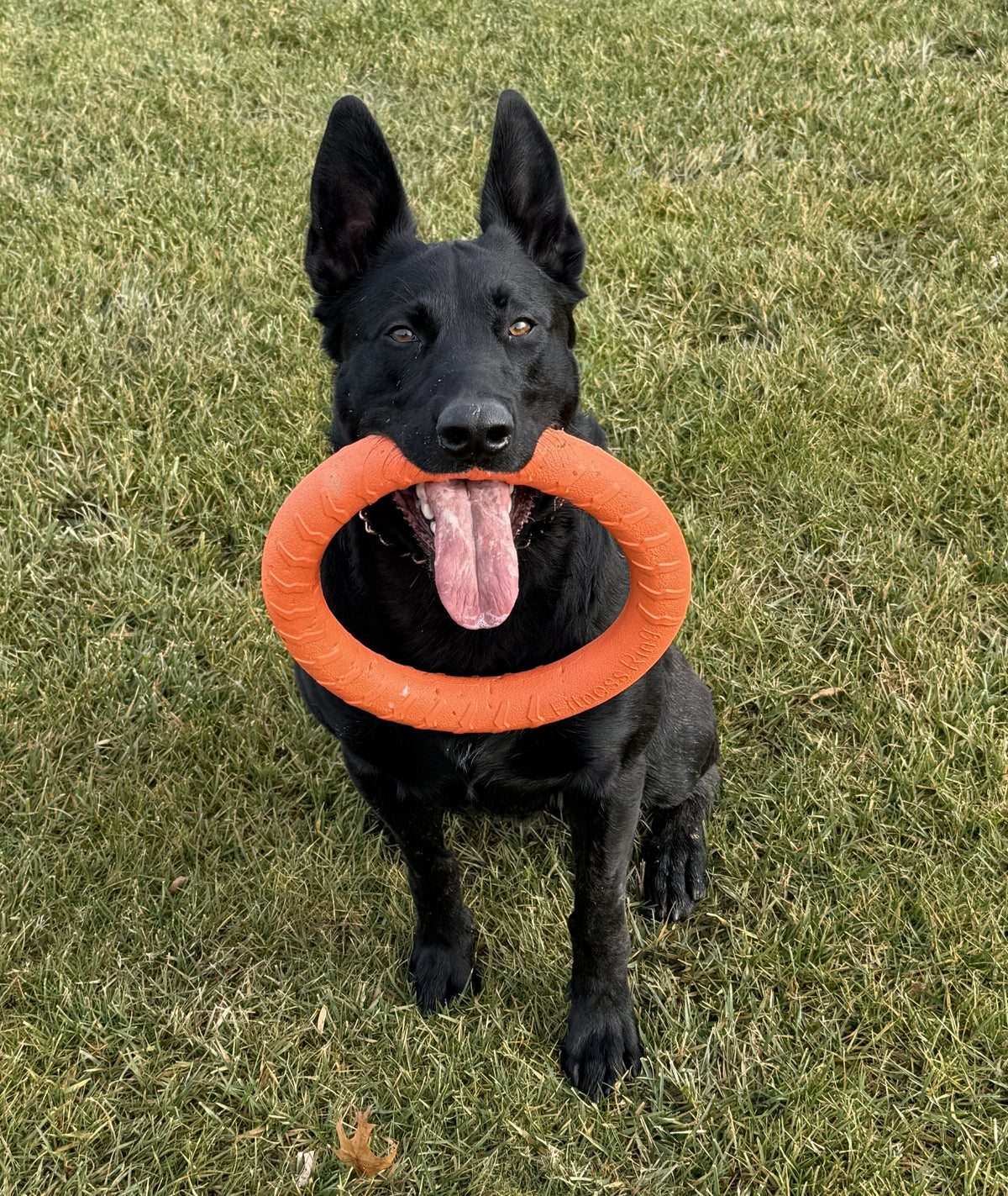 a dog with a toy in its mouth