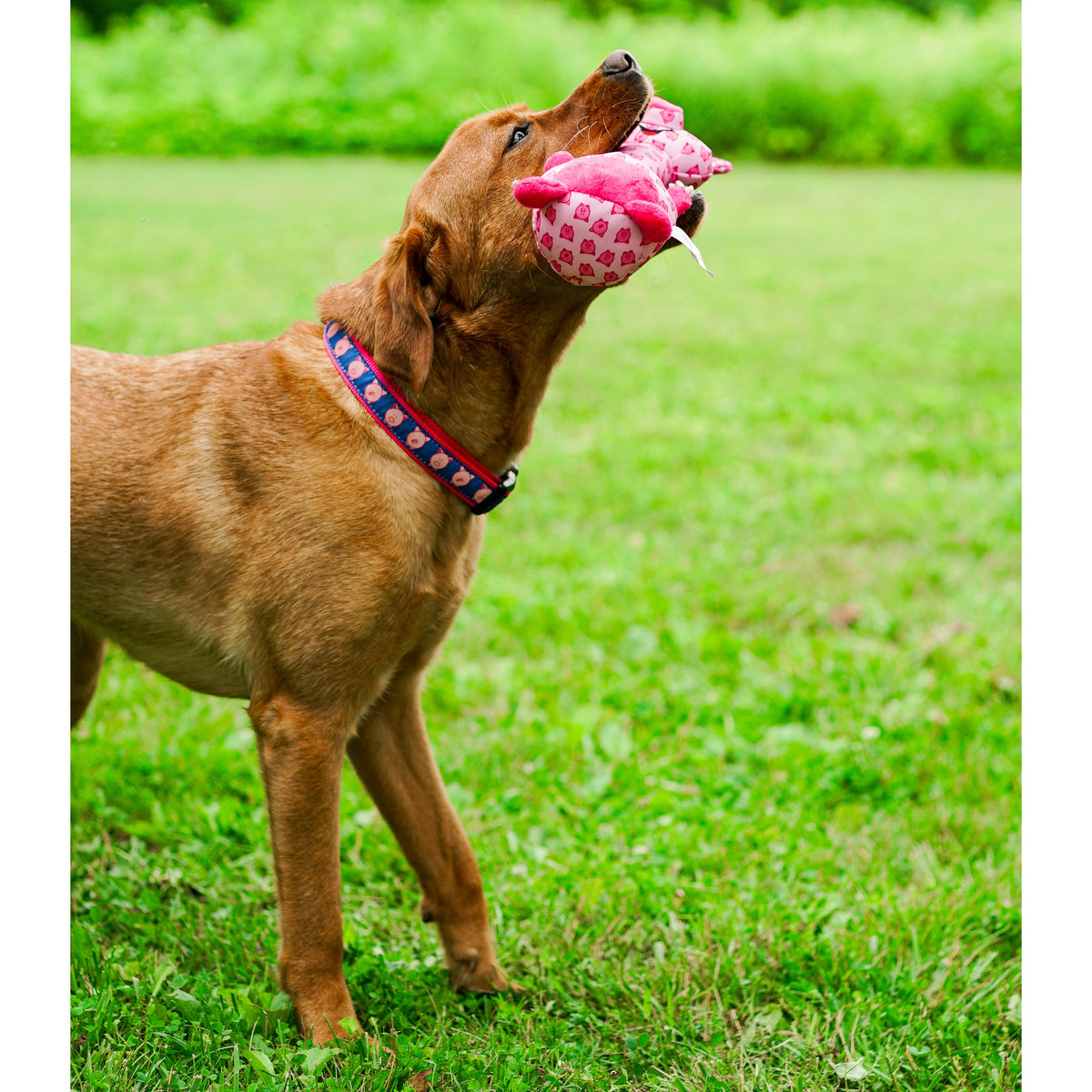 Wilbur Pig Dog Collar – Navy, Sizes XS–XL