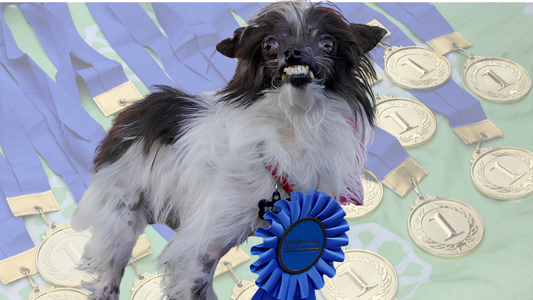 The Peanut Dog Real Story & Facts