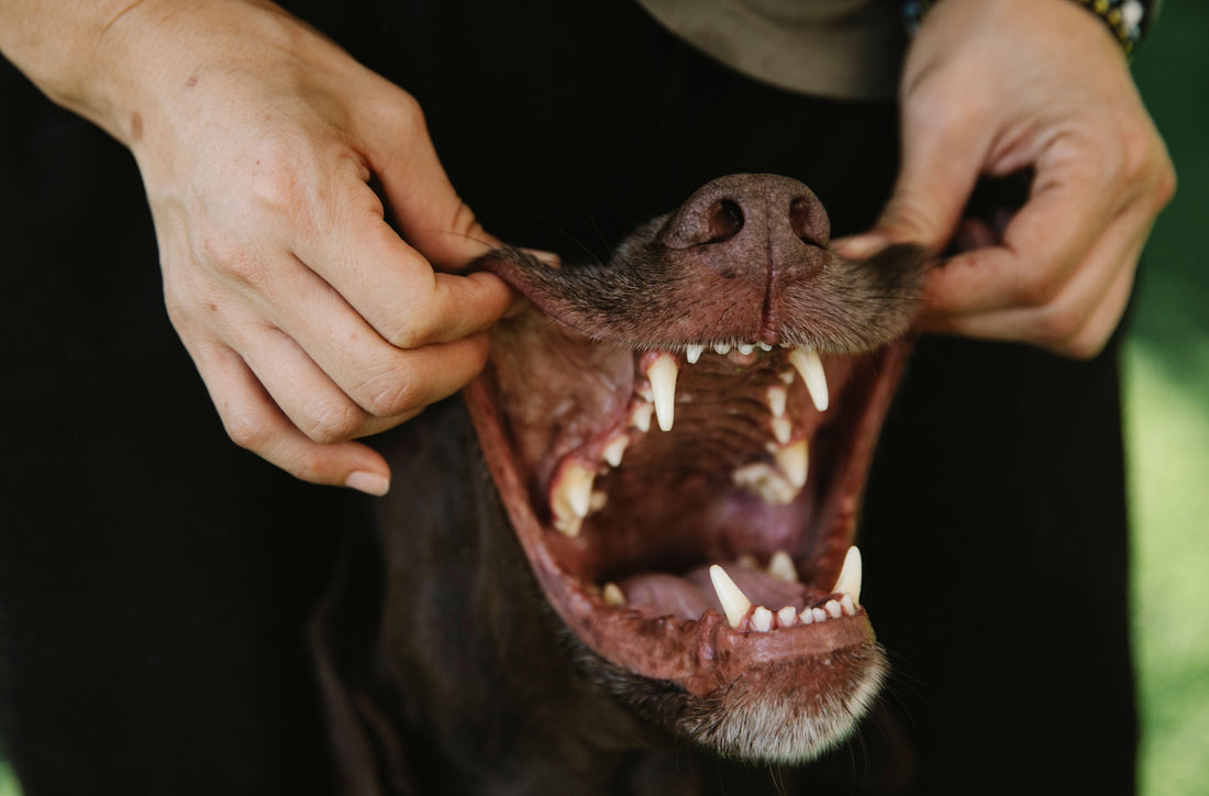 Close-up of a dog's teeth during a dental check — do dental chews actually work