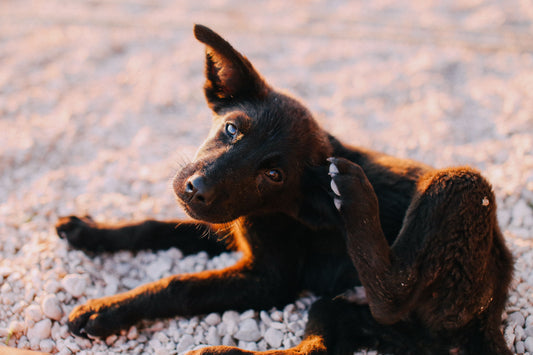 Puppy scratching its itchy ear — why do dogs' ears smell