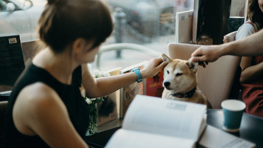 Owner gently holding a dog's ear during at-home ear care — homemade ear flush for dogs