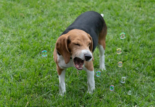 Beagle sneezing outdoors — home remedies for a sneezing dog