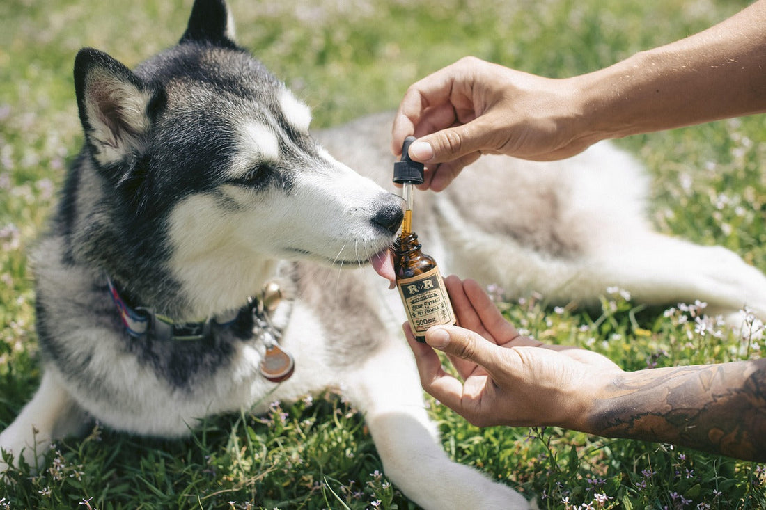 Fish Oil for Dogs: The Complete 2026 Guide to Benefits, Dosage & Best Picks