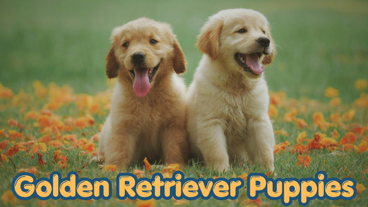 golden retriever puppies