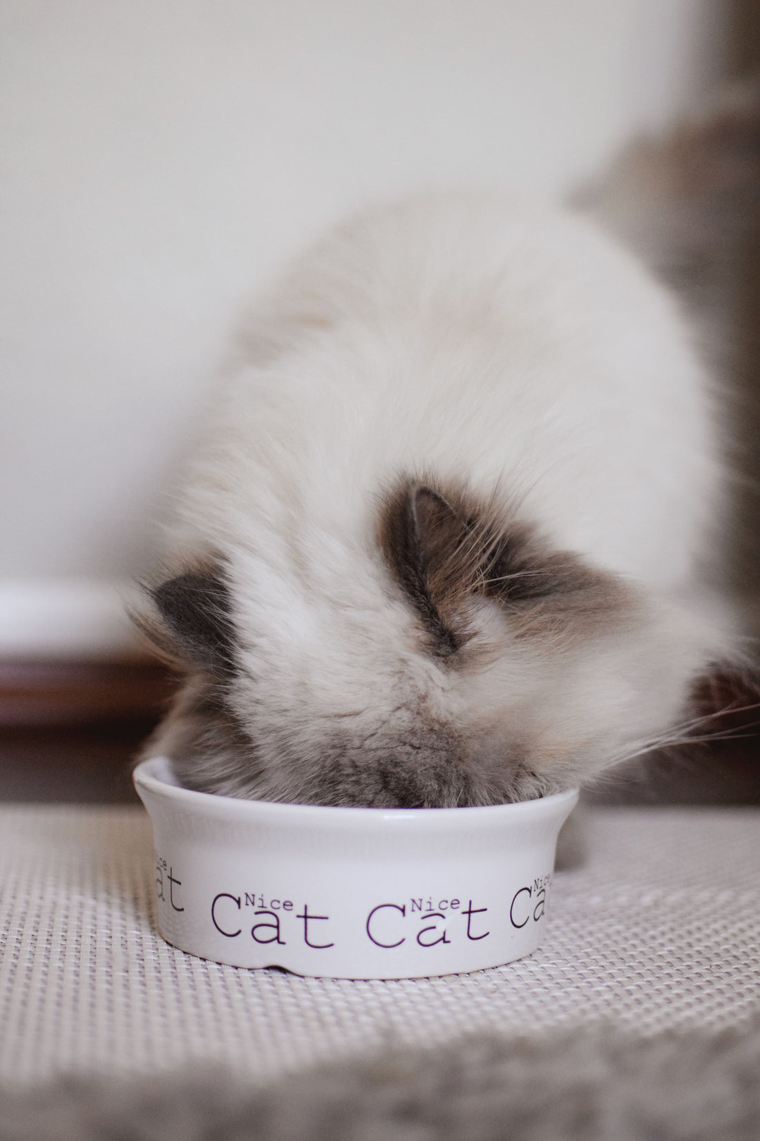Close-up of a cat eating from a bowl