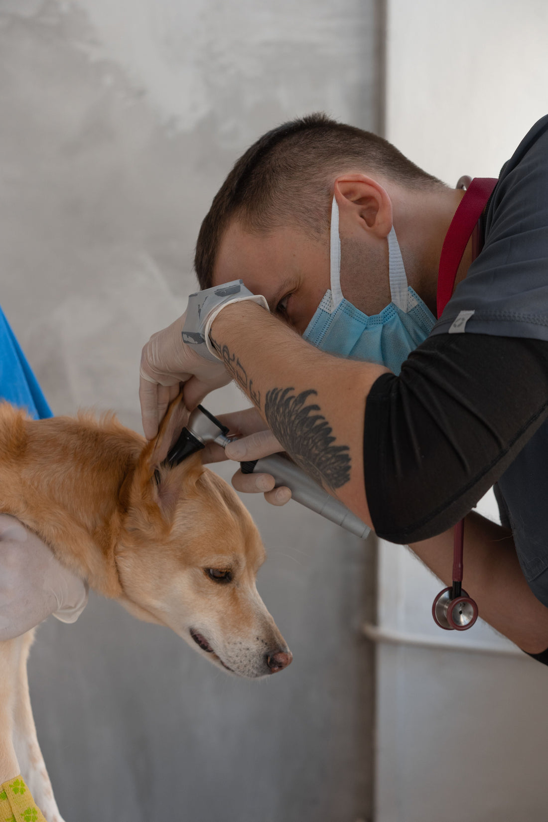 Dog Ear Infection Treatment: Symptoms, Causes & What to Do