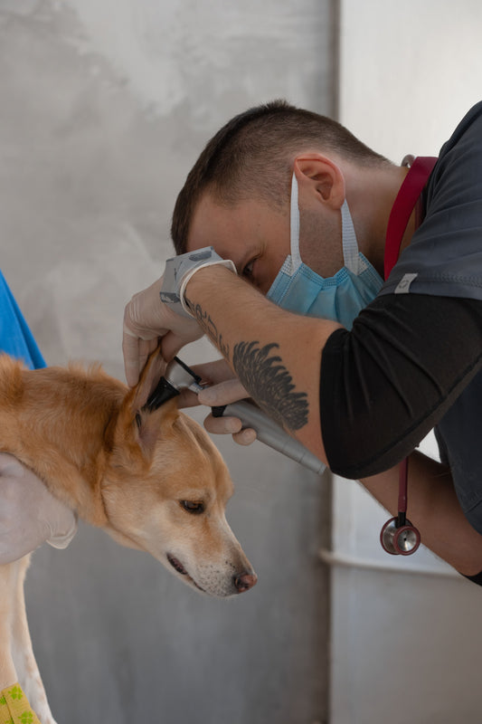 Dog Ear Infection Treatment: Symptoms, Causes & What to Do