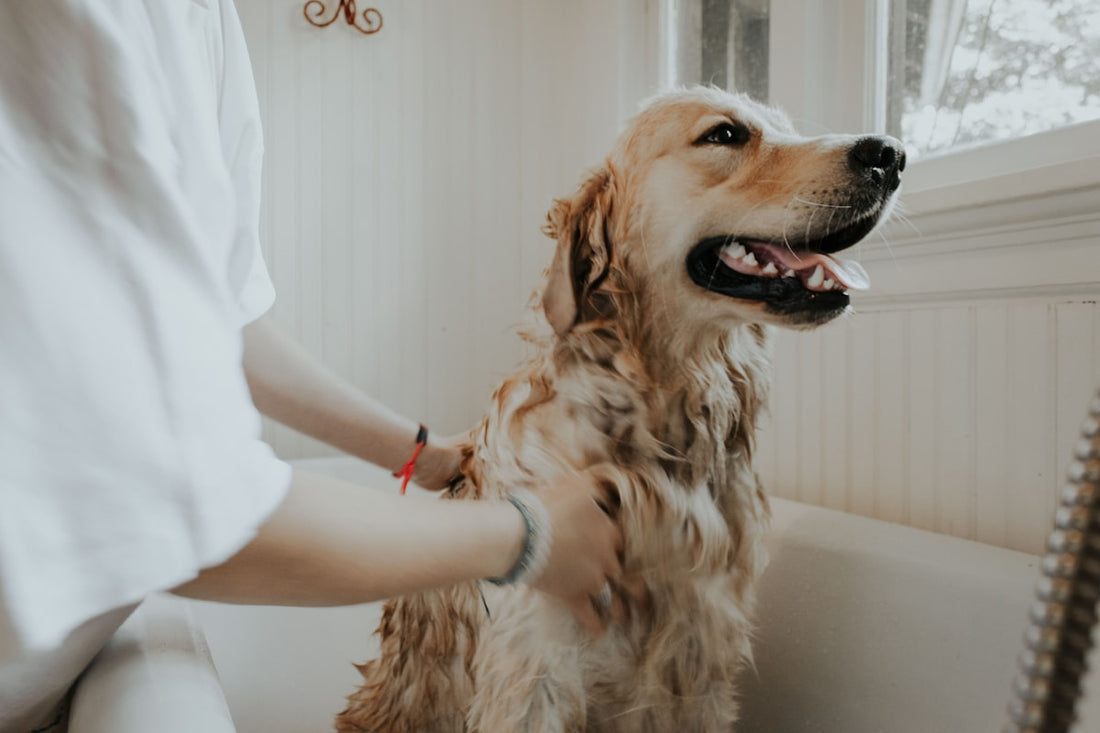 Dog being examined by caring owner showing concern for health