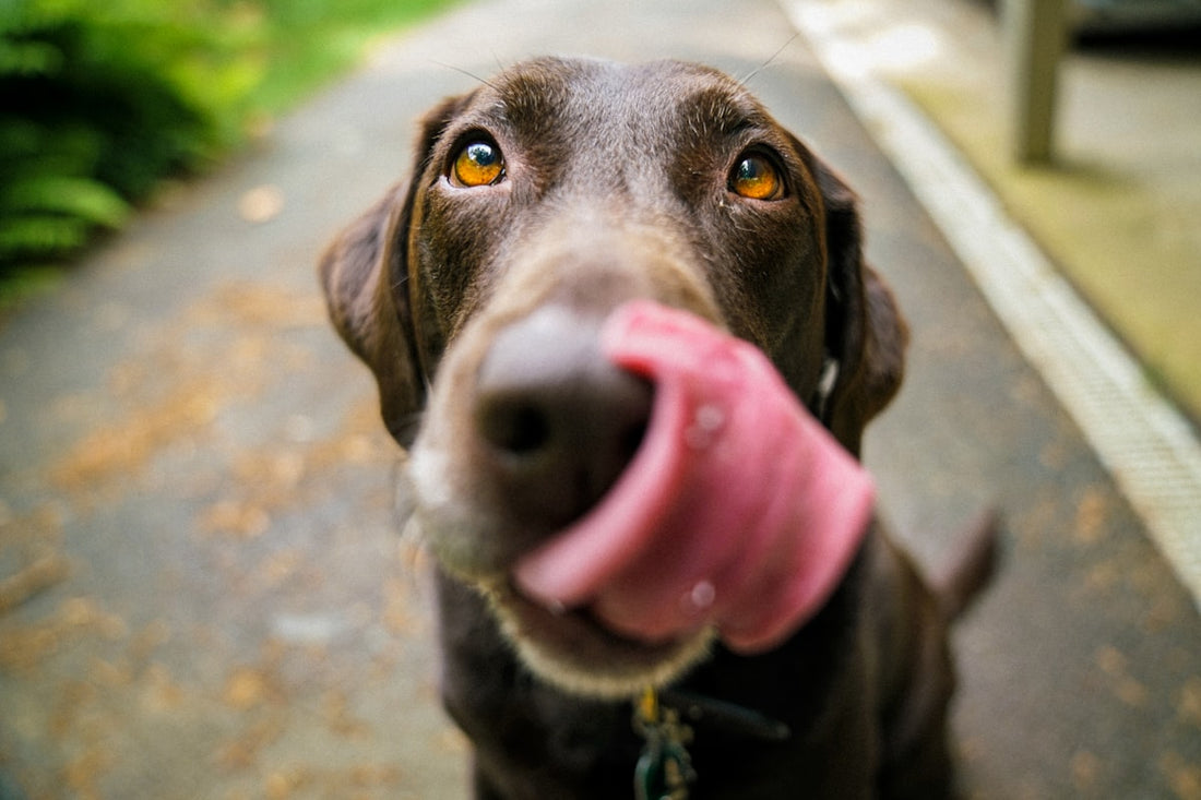 Dog near water source where leptospirosis bacteria can be found