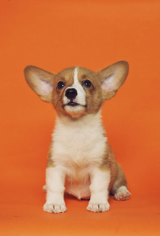Dog showing pica behavior by chewing inappropriate objects