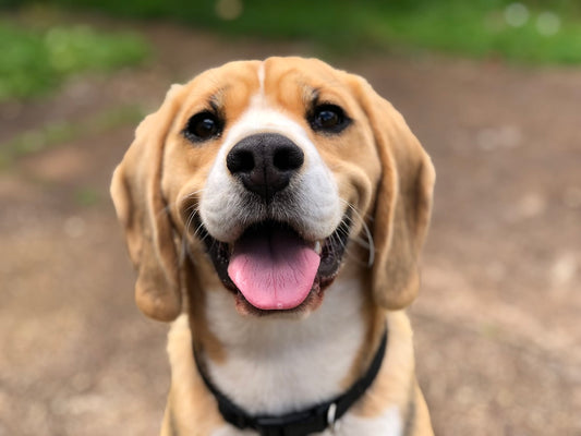 Dog receiving care for nose bleed from owner