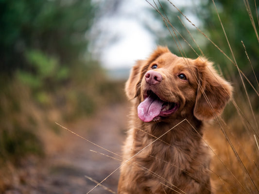 Close up of dog face showing eye discharge area