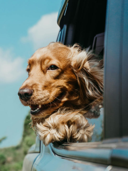 Dog receiving veterinary care for heartworm prevention
