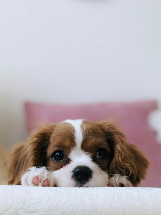 Dog face showing eye discharge that needs cleaning