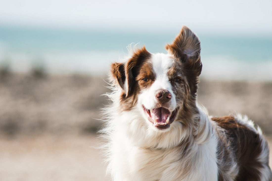 Dog outdoors potentially exposed to insect bites