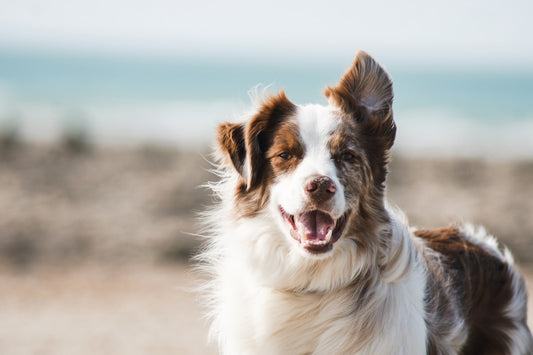 Dog resting while recovering from canine influenza