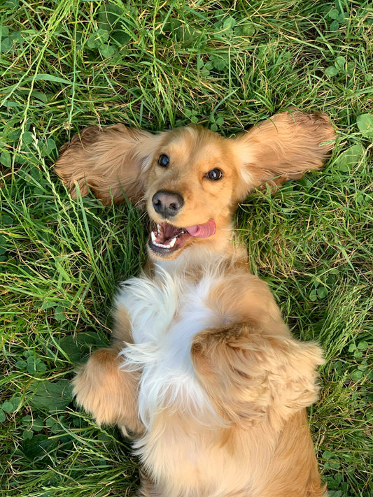 Dog near water source with leptospirosis risk