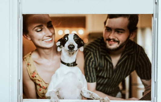 Dog alone showing signs of separation anxiety