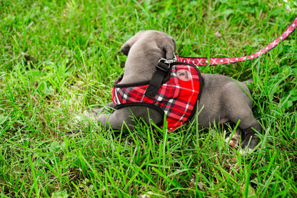 Plaid Step-In Dog Harness in red, product view 7