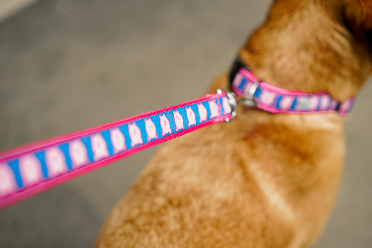 Blue Wilbur Pig Nylon Dog Leash — leash on dog with matching collar