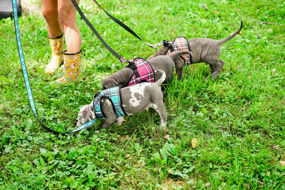 Plaid Step-In Dog Harness in blue, product view 17