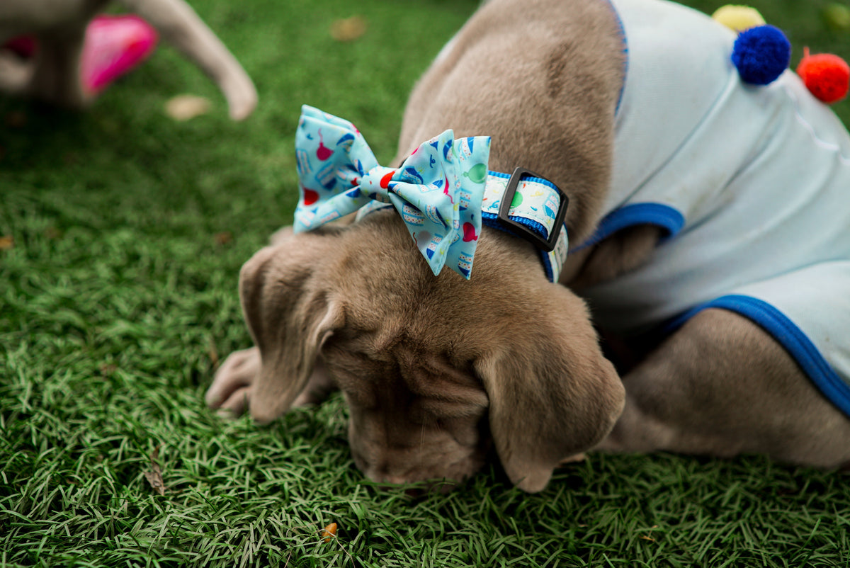 Birthday Boy Dog Bow Tie – Polyester, Blue, Sizes S, L