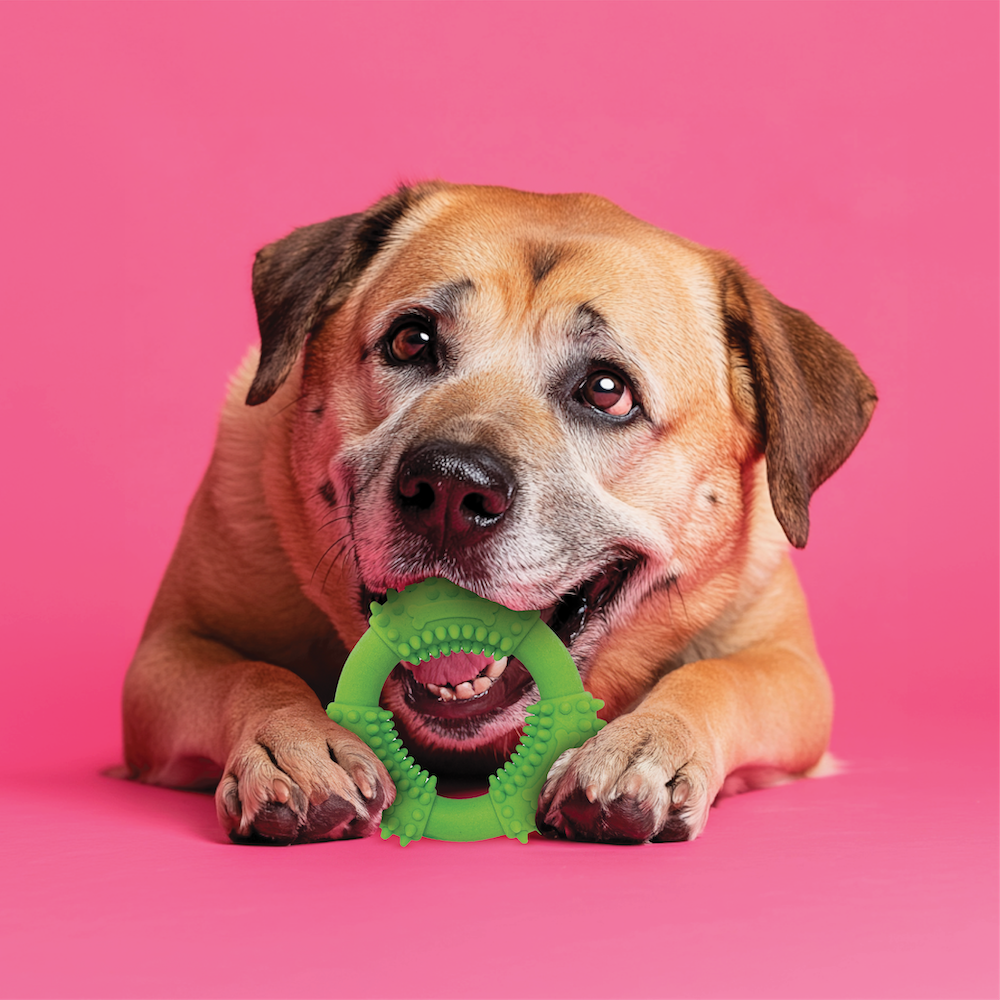 Spunky Pup Gnaw Guard – Case Pack