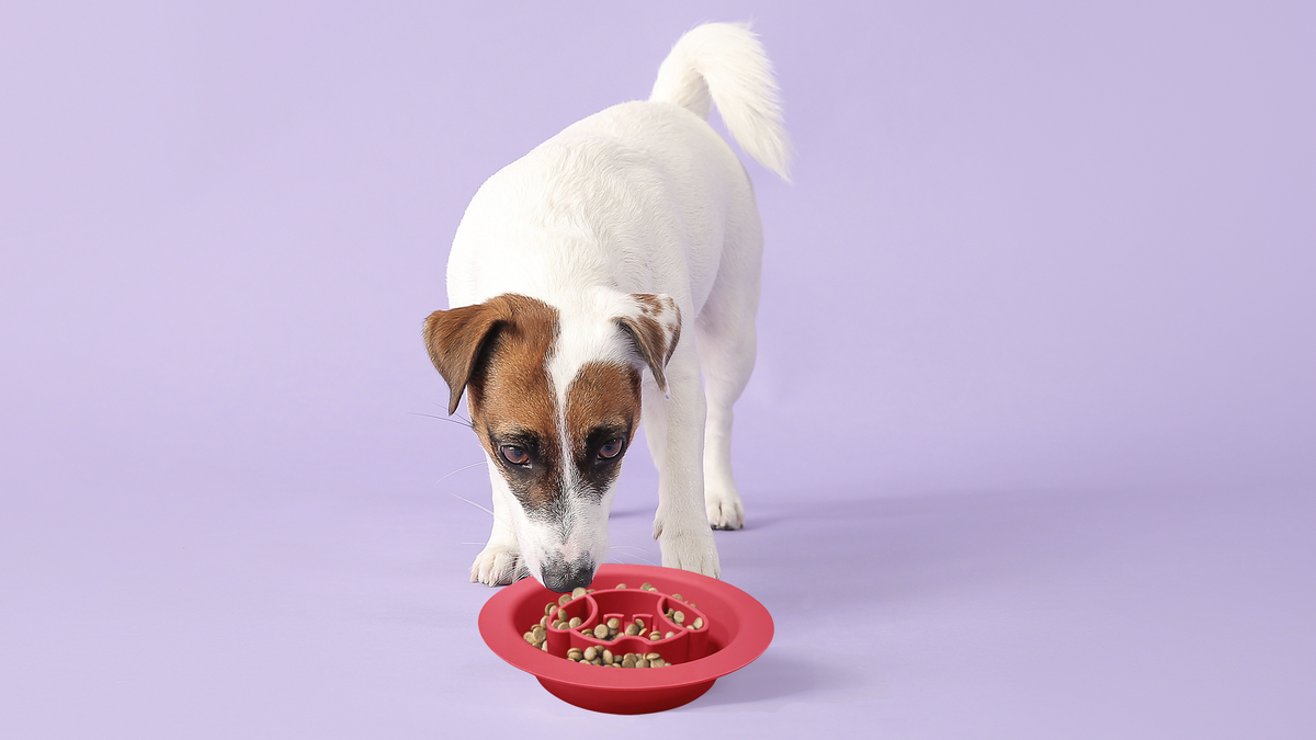 Spunky Pup Lick Pad – Case Pack