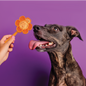 Spunky Pup Lick Pops – Case Pack