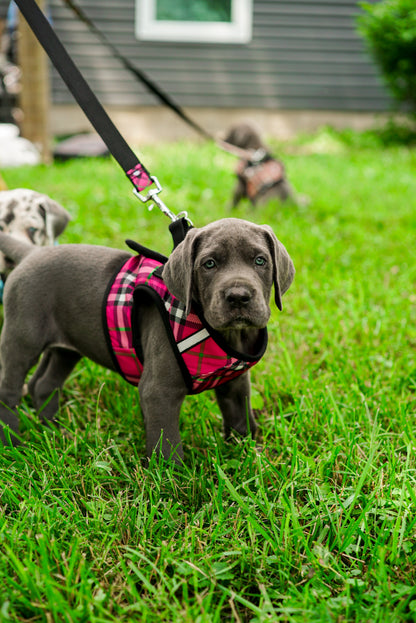 Mesh Step-In Dog Harness in pink, product view 13