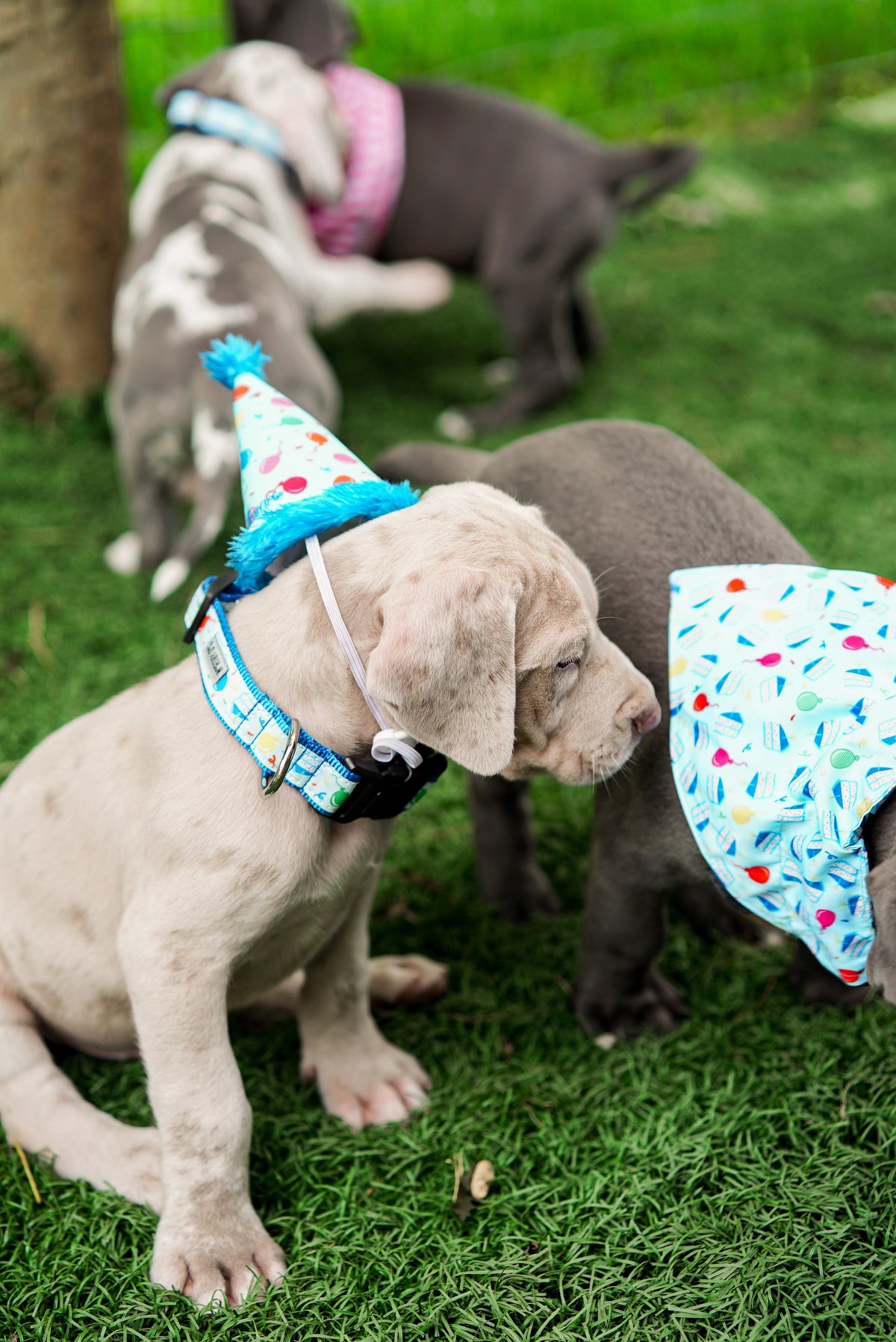 Birthday Dog Collar – Blue & Pink, Sizes XS–XL