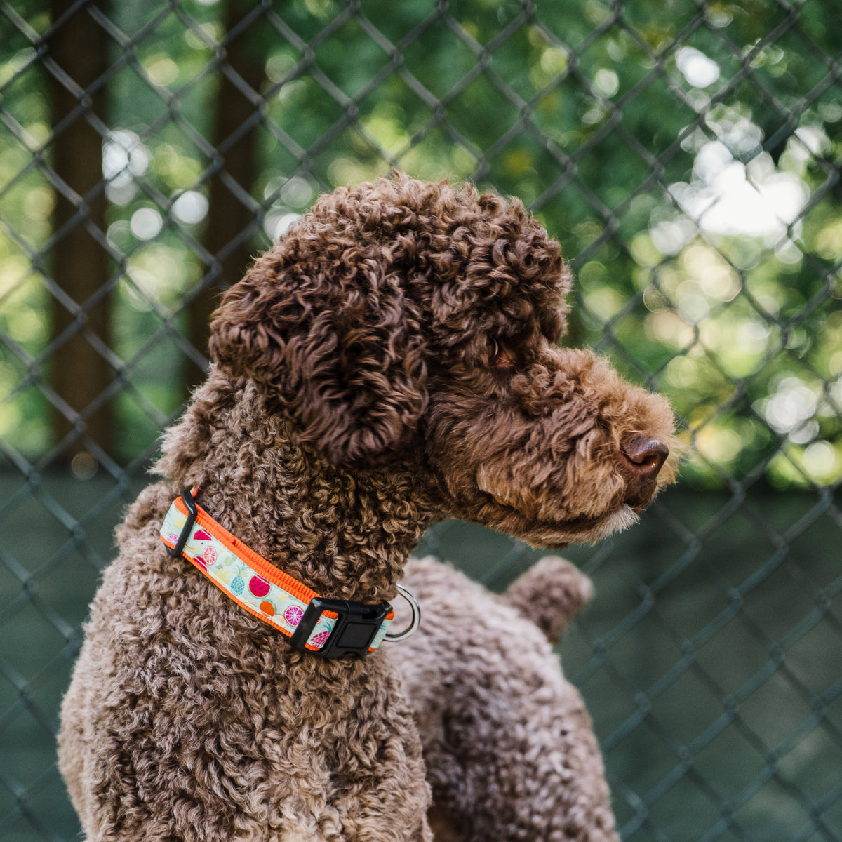 Tutti Frutti Dog Collar – Blue, Sizes XS–XL
