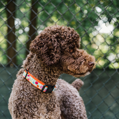 Tutti Frutti Dog Collar – Blue, Sizes XS–XL