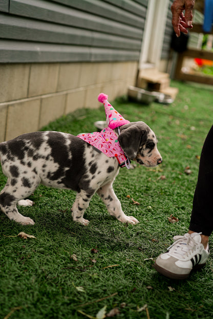 Birthday Party Dog Hat – Nylon, Blue & Pink, Sizes S, L