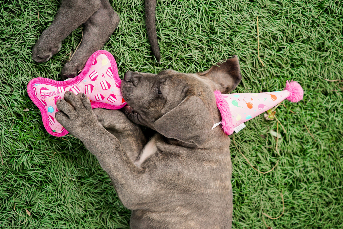 Pink Birthday Girl Bone Squeaky Dog Toy in pink, product view 4