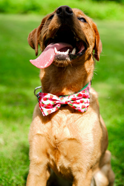 Strawberries Dog Bow Tie – Polyester, Pink, Sizes S, L