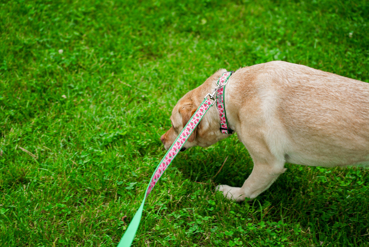 Strawberries pink ribbon and nylon dog leash, product view 4