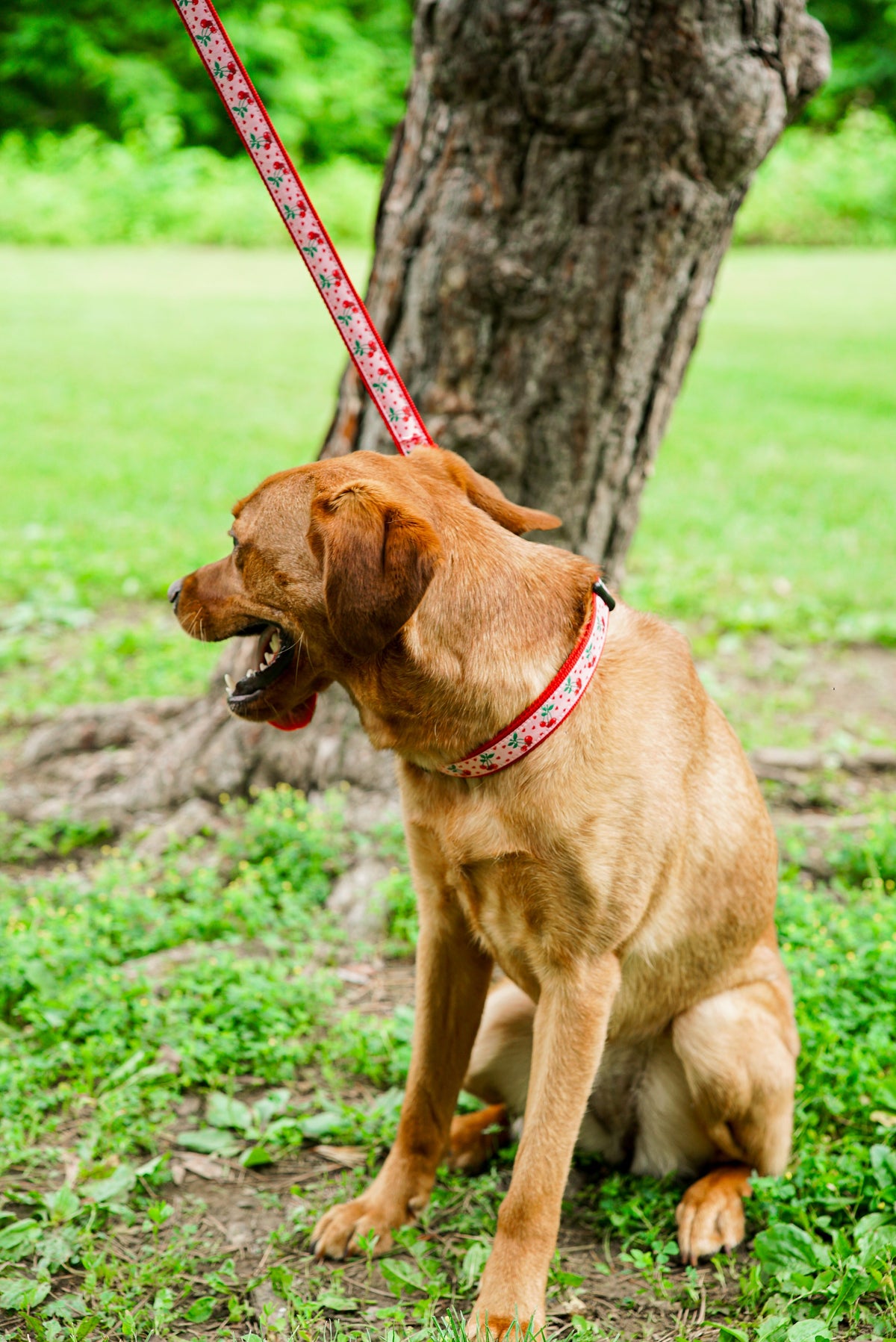 Cherries Jubilee pink ribbon and nylon dog leash, product view 4